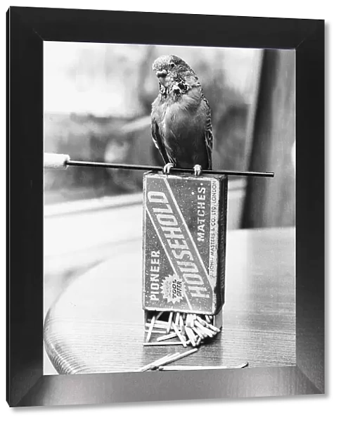 Budgie sitting on box of matches 1978