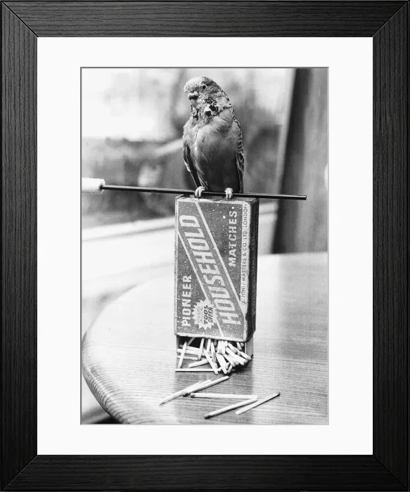 Framed Print : Budgie sitting on box of matches 1978 Framed Print : Budgie sitting on box of matches 1978