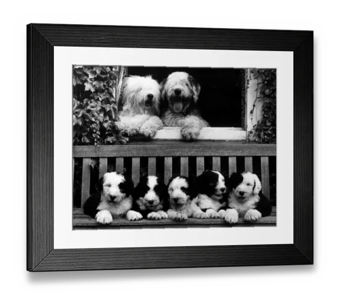 Framed Print : Animals Dog Old English Bobtail Sheepdog September 1963 These happy families