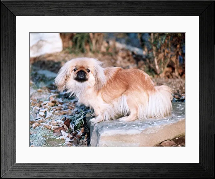 Framed Print : Pekinese Dog - 1968 Framed Print : Pekinese Dog - 1968