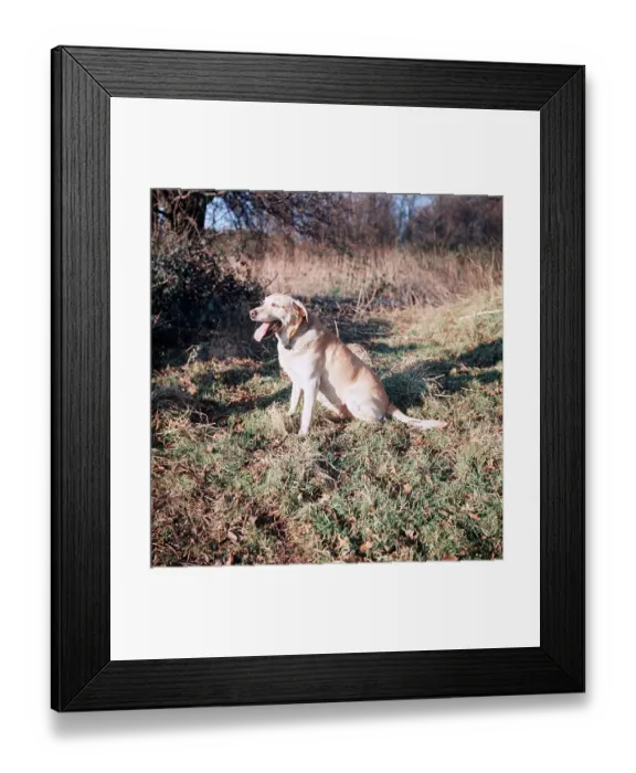 Framed Print : Golden Labrador Dog - 1968 Framed Print : Golden Labrador Dog - 1968