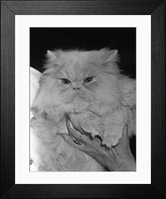 Framed Print : The National Cat Club Championship Show 1984 at Olympia Framed Print : The National Cat Club Championship Show 1984 at Olympia
