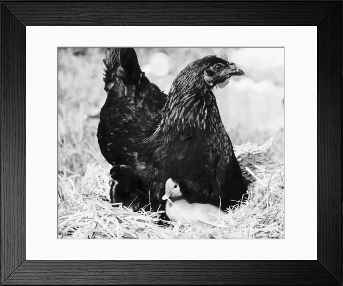 Framed Print : Beakie the Duckling with adopted Hen mother 1979