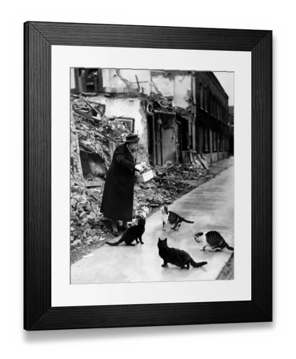 Framed Print : War Air raids Animals Cats October 1940 Mrs Caroline Roberts of Lindfield Street