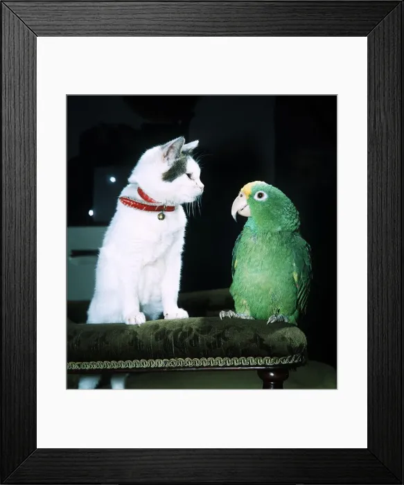 Framed Print : Danny the Parrot and Chester the Cat - January 1984 Framed Print : Danny the Parrot and Chester the Cat - January 1984