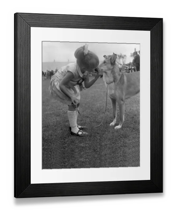 Framed Print : Animals Dogs Collie June 1967 Blackpool Championship Dog Show 1967 A kiss for Framed Print : Animals Dogs Collie June 1967 Blackpool Championship Dog Show 1967 A kiss for