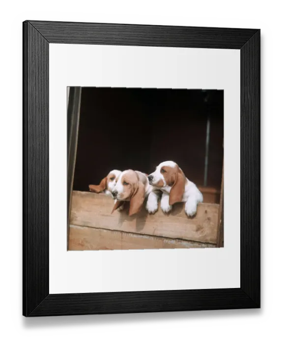 Framed Print : Basset Hounds pups - 1971