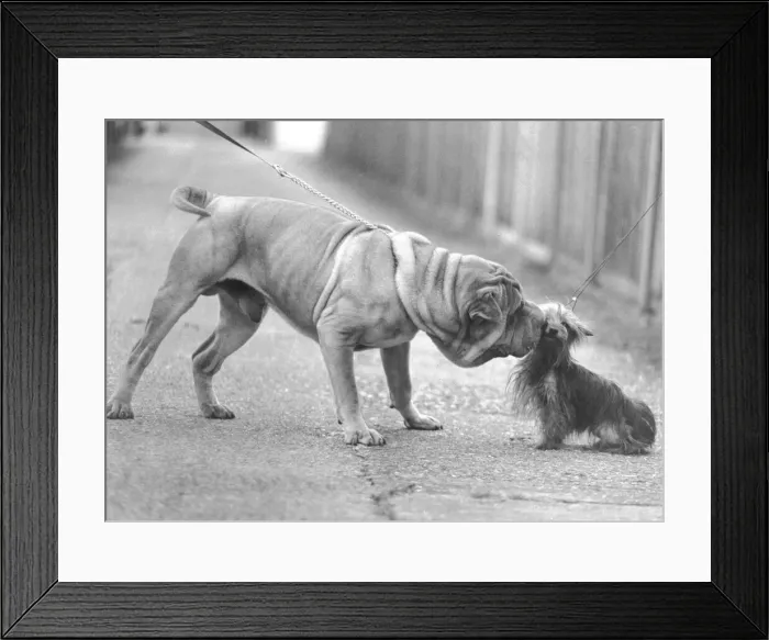 Framed Print : Animals Dogs November 1981 Humour Chinese Shar Pei Dog (large dog Framed Print : Animals Dogs November 1981 Humour Chinese Shar Pei Dog (large dog