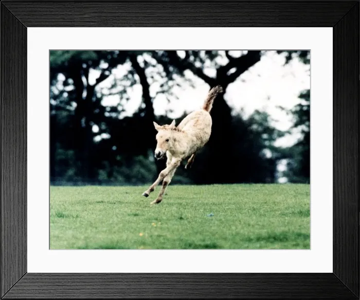 Framed Print : Animals Horses Przewalskis Foals May 1994 at Whipsade Wild Animal Park