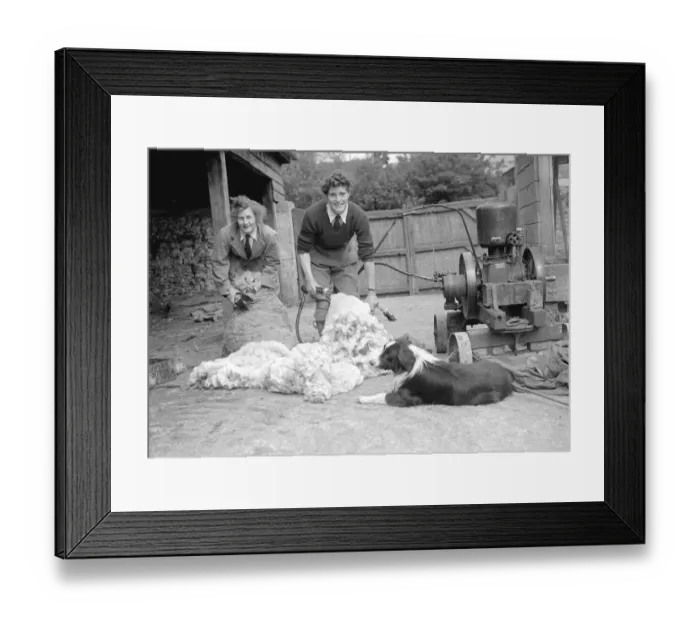 Framed Print : Land girls sheep shearing in Hyde Park London Animal sheep Dog Border collie