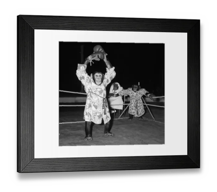 Framed Print : Chimps boxing match at Bertram Mills Circus 1955