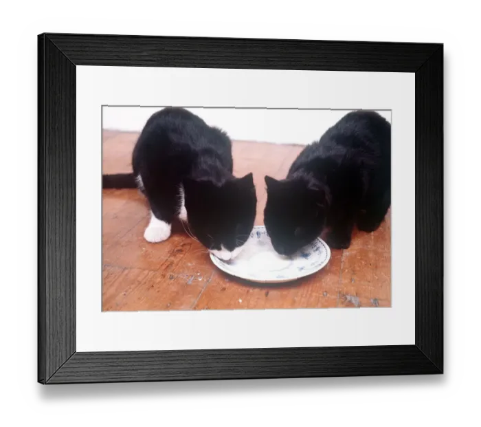 Framed Print : Animals Cats Eating Drinking february 1989 One black and one black