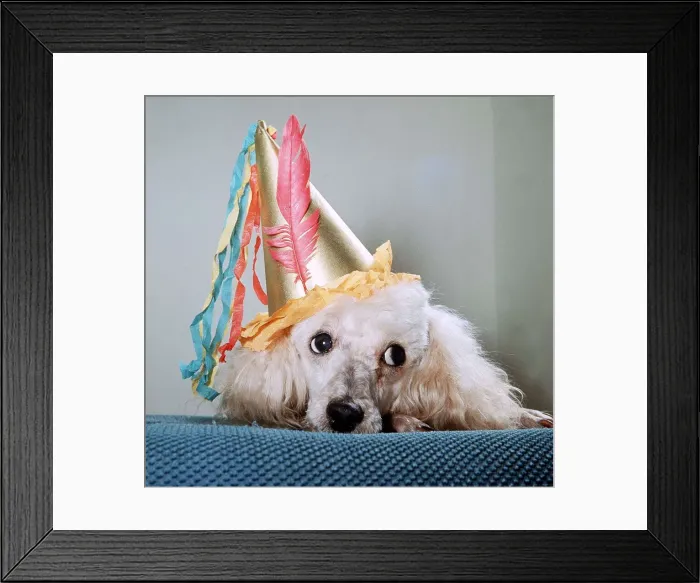 Framed Print : Bon Bon the Poodle - November 1965 Framed Print : Bon Bon the Poodle - November 1965