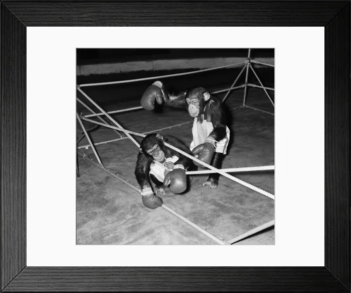 Framed Print : Chimps boxing match at Bertram Mills Circus 1955