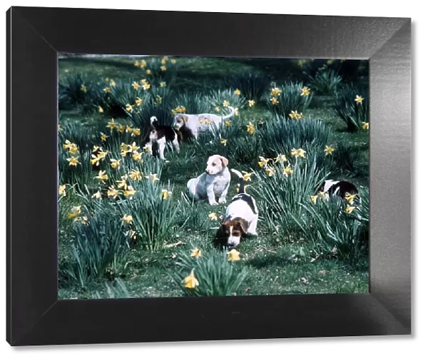 Foxhound Puppies play among the daffodils - Spring of 1977