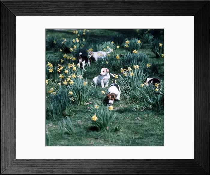 Framed Print : Foxhound Puppies play among the daffodils - Spring of 1977 Framed Print : Foxhound Puppies play among the daffodils - Spring of 1977