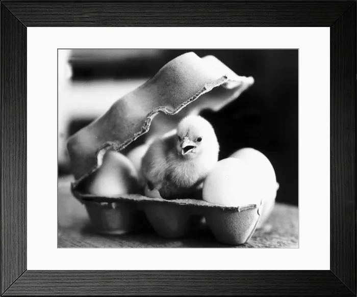 Framed Print : Chick in eggbox 1969 07 / 04 / 1969 Framed Print : Chick in eggbox 1969 07 / 04 / 1969