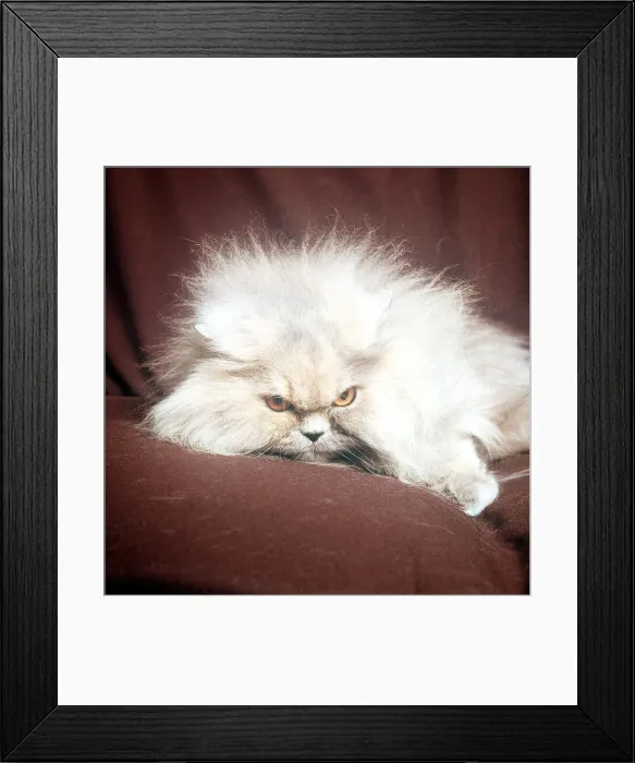 Framed Print : Animals Cats Bi-Colour Long Haired february 1989 with yelloew eyes