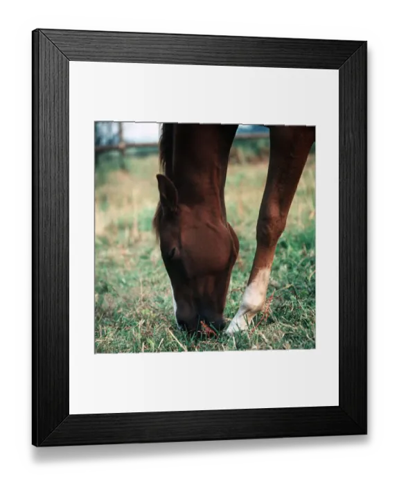 Framed Print : Animals - Horses Horse