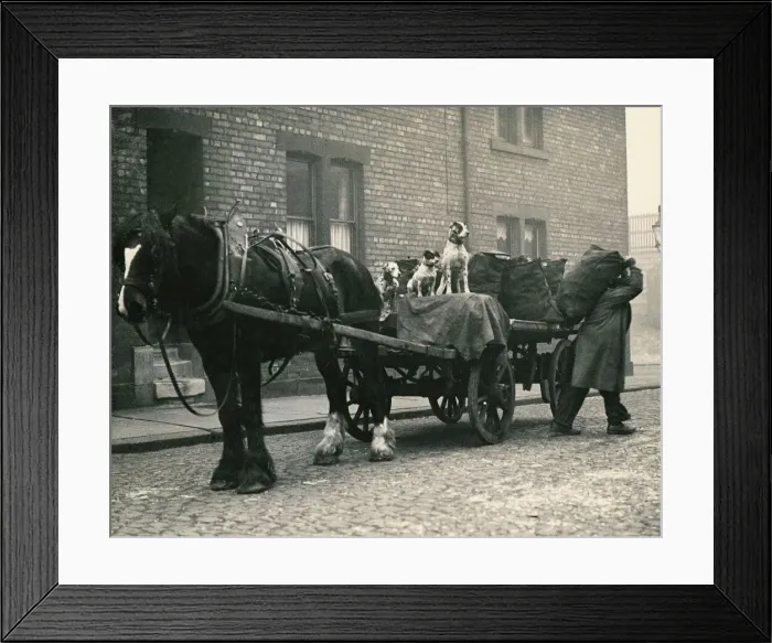 Framed Print : Thomas Newton gets his dogs to guard his precious cargo of coal after the shortages