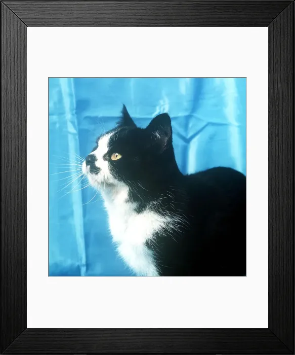 Framed Print : Animals Cats february 1989 Bi -colour Short haired black and white Framed Print : Animals Cats february 1989 Bi -colour Short haired black and white