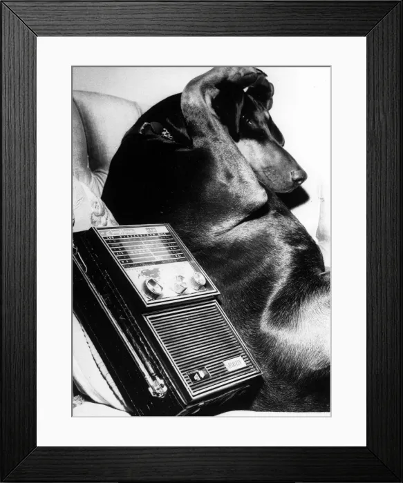Framed Print : Dog with paws over its ears beside the radio. Circa 1970 Framed Print : Dog with paws over its ears beside the radio. Circa 1970