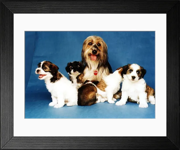 Framed Print : Animal dogs July 1995 Pipin and puppies Framed Print : Animal dogs July 1995 Pipin and puppies