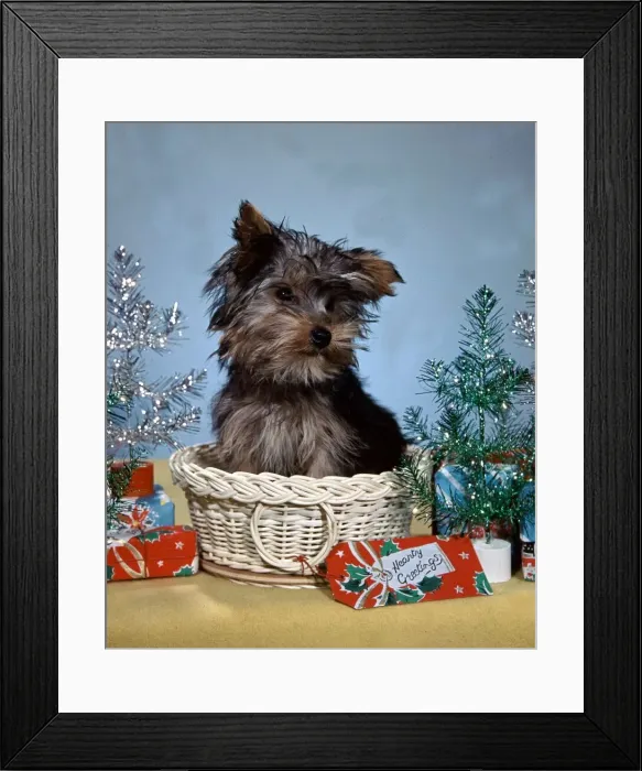 Framed Print : Cute puppy sitting in basket, surronded by christmas decoration christmas setting Framed Print : Cute puppy sitting in basket, surronded by christmas decoration christmas setting