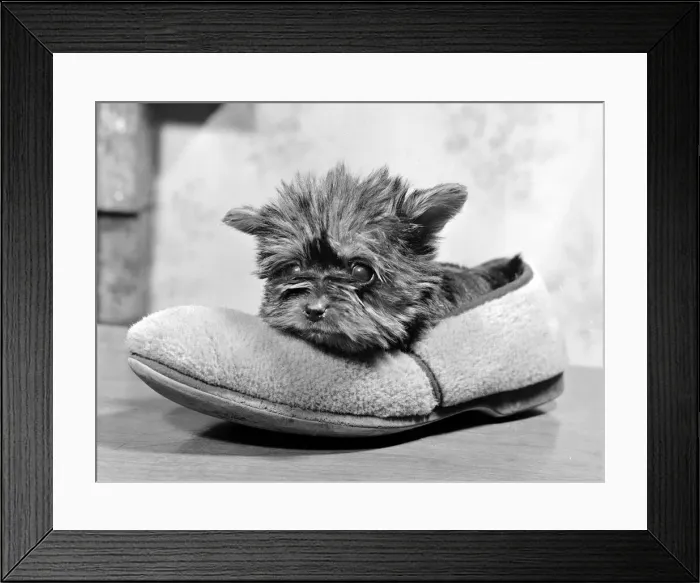 Framed Print : Four Month old Yorkshire Terrier weighs in at only 12 ozs