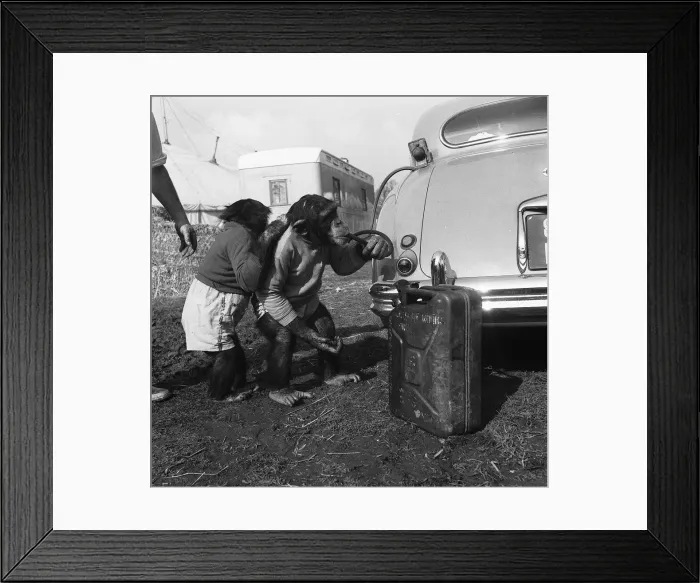 Framed Print : Chimps Charlie and Skipper from Chipperfields Circus syphoning petrol from a car 1957 Framed Print : Chimps Charlie and Skipper from Chipperfields Circus syphoning petrol from a car 1957
