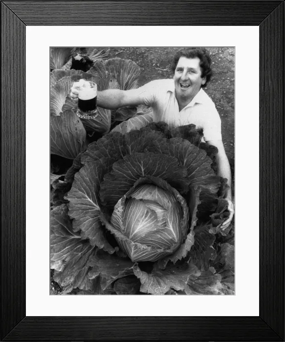 Framed Print : Phil Vowles with a cabbage which he watered with beer 1986 Framed Print : Phil Vowles with a cabbage which he watered with beer 1986