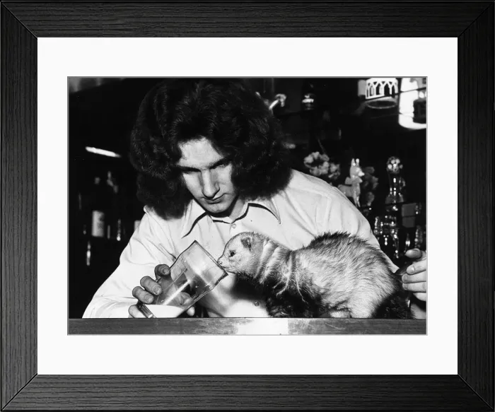 Framed Print : Pole Cat called Snagglepuss with owner Graham Cowlie at Oatridge Hotel bar in Uphall