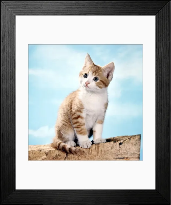 Framed Print : A cute kitten on a log February 1971 animal animals pet pets domestic cute Framed Print : A cute kitten on a log February 1971 animal animals pet pets domestic cute