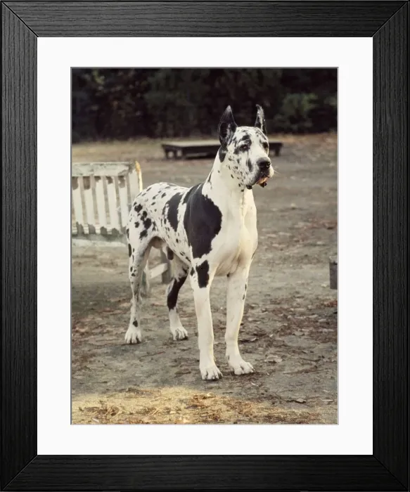 Framed Print : A German Pointer dog standing up June 1987 A©Mirrorpix animal animals