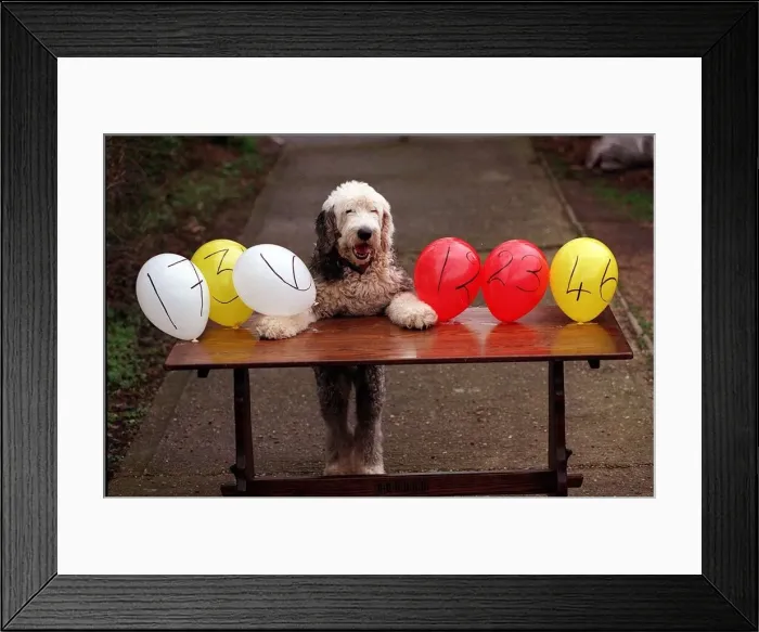Framed Print : Fred the Old English Sheepdog who chooses the lottery number every week by bursting Framed Print : Fred the Old English Sheepdog who chooses the lottery number every week by bursting