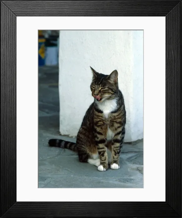Framed Print : Animals Cats A Tabby Cat October 1979 cat cats kitten kittens pet Framed Print : Animals Cats A Tabby Cat October 1979 cat cats kitten kittens pet