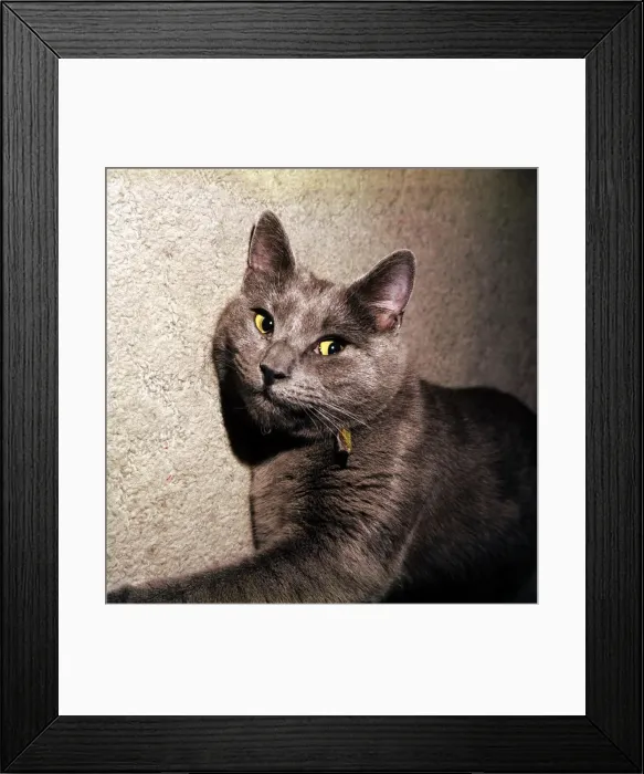 Framed Print : Ciarraidh the Russian blue cat January 1973 animal animals pet pets Framed Print : Ciarraidh the Russian blue cat January 1973 animal animals pet pets