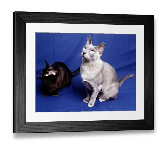 Framed Print : A Blue Burmese cat February 1989 animal animals cat cats feline domestic pet Framed Print : A Blue Burmese cat February 1989 animal animals cat cats feline domestic pet