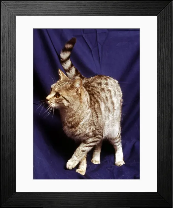 Framed Print : A silver spotted tabby cat February 1989 animal animals cute feline cats cat Framed Print : A silver spotted tabby cat February 1989 animal animals cute feline cats cat