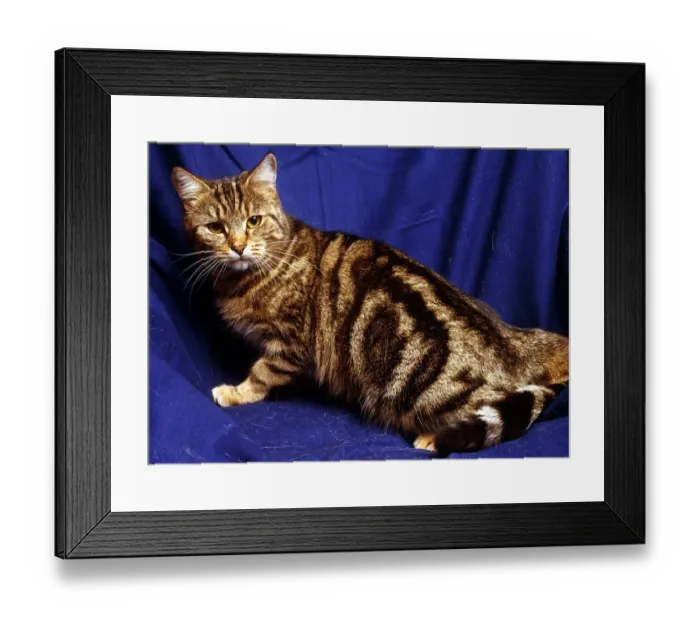 Framed Print : A silver tabby cat February 1989 animal animals cute feline cats cat Framed Print : A silver tabby cat February 1989 animal animals cute feline cats cat