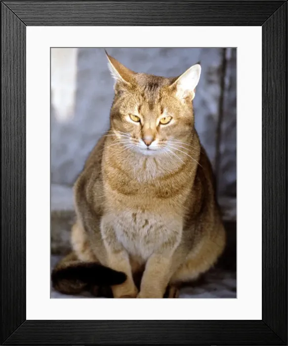 Framed Print : Full length of an Abyssinian cat 1969. animal animals cat cats domestic Framed Print : Full length of an Abyssinian cat 1969. animal animals cat cats domestic