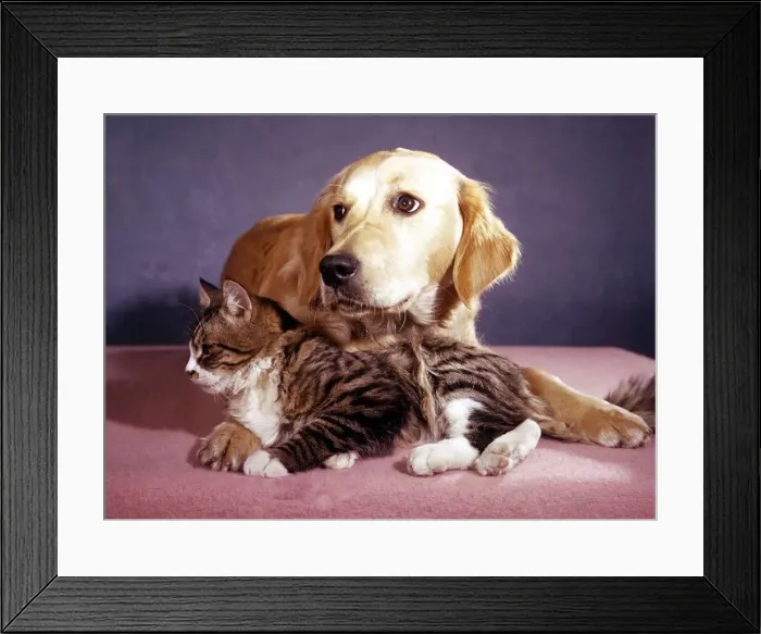 Framed Print : A labrador dog with a cat A©Mirrorpix animal animals cute domestic Framed Print : A labrador dog with a cat A©Mirrorpix animal animals cute domestic