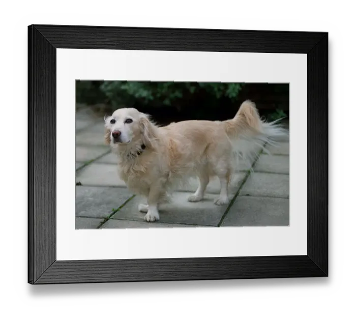 Framed Print : Hot Dog the Dachshund / Golden Retreiver Cross March 1999 at home in Clapham Framed Print : Hot Dog the Dachshund / Golden Retreiver Cross March 1999 at home in Clapham