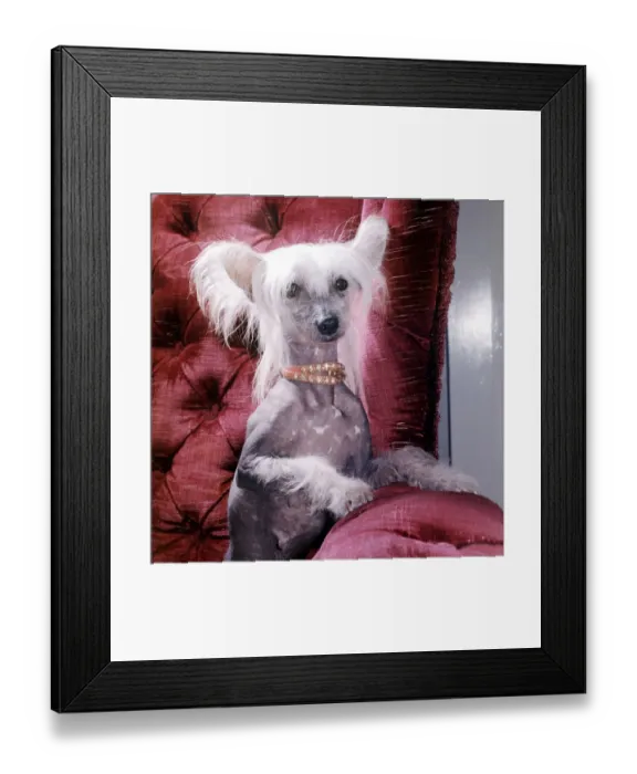Framed Print : A Chinese crested dog owned by Mrs Dorothy tayler of Wembley wearing a necklace October Framed Print : A Chinese crested dog owned by Mrs Dorothy tayler of Wembley wearing a necklace October