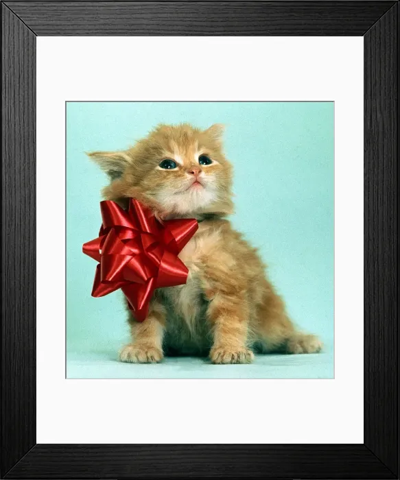 Framed Print : A cute kitten wearing an oversized red bow July 1968 animal animals pet Framed Print : A cute kitten wearing an oversized red bow July 1968 animal animals pet