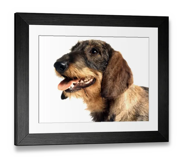 Framed Print : portrait of a dachshund dog june 1987 animal animals pet pets domestic Framed Print : portrait of a dachshund dog june 1987 animal animals pet pets domestic