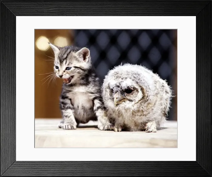 Framed Print : Four week old kitten with a baby tawny owl at Surrey Bird Rescue Centre at Chertsey June Framed Print : Four week old kitten with a baby tawny owl at Surrey Bird Rescue Centre at Chertsey June