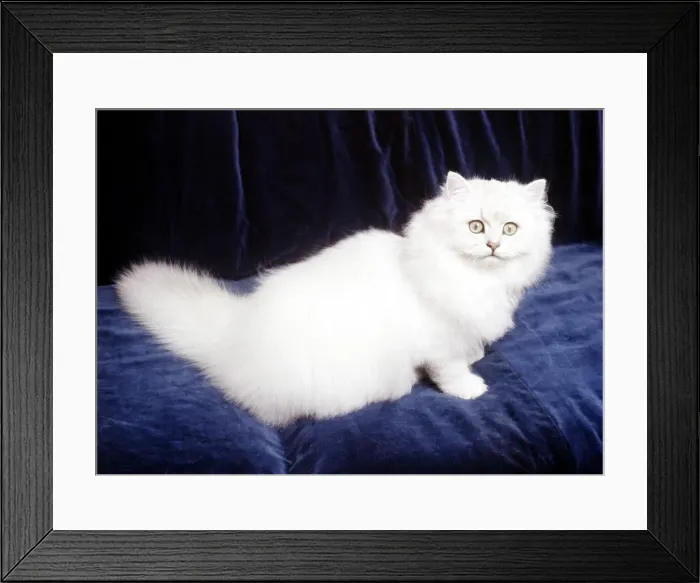 Framed Print : A Chinchilla cat Febrauary 1987 animal animals pet pets domestic cute Framed Print : A Chinchilla cat Febrauary 1987 animal animals pet pets domestic cute