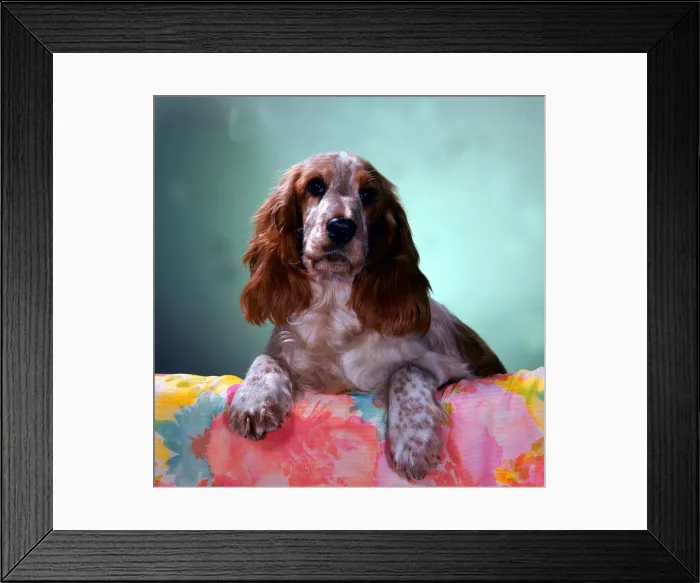 Framed Print : Animals Dog floral print cute animals spaniel Framed Print : Animals Dog floral print cute animals spaniel