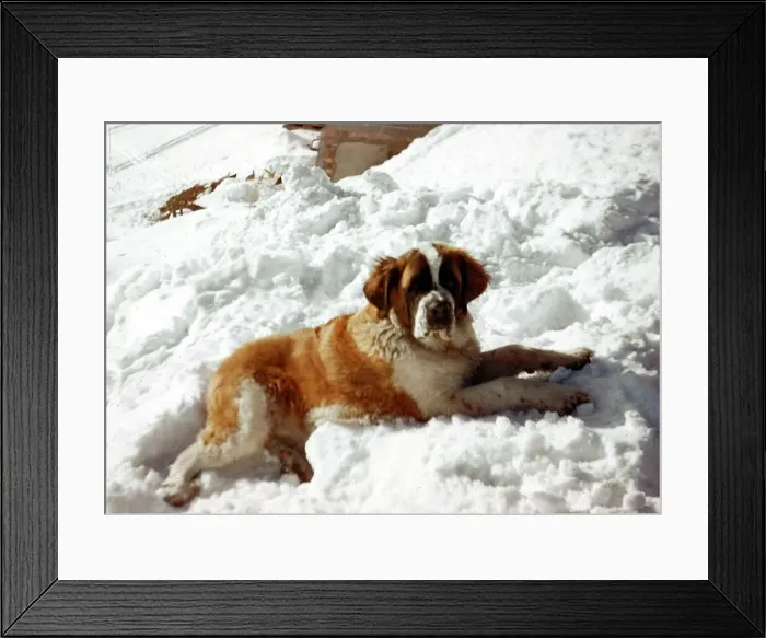 Framed Print : Animals - Dogs St Bernard Dog - September 1970 in the snow Framed Print : Animals - Dogs St Bernard Dog - September 1970 in the snow